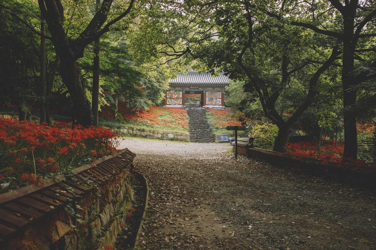 曼珠沙华花语,曼珠沙华花语英文