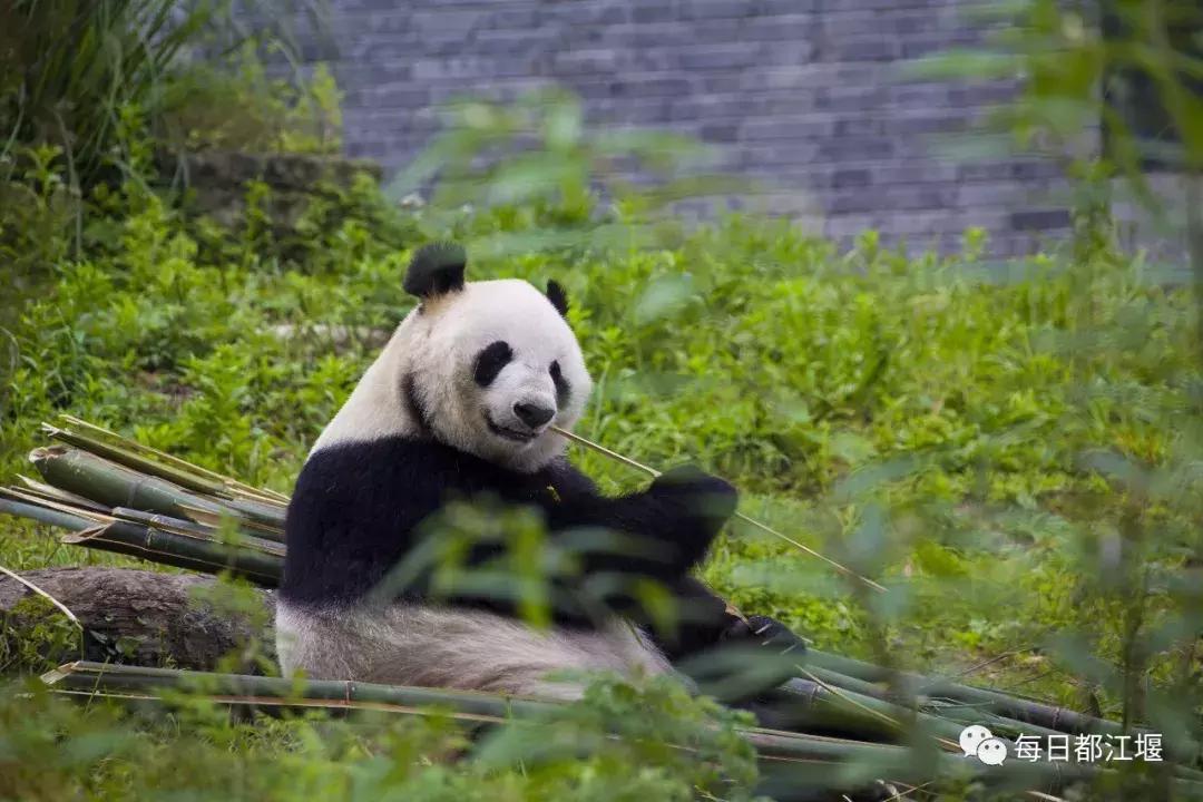 六一儿童节火车,六一快乐专列