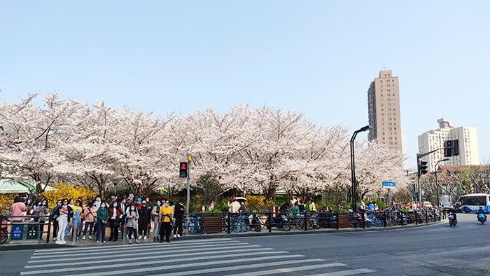 又是一年樱花开放的季节,又是一年樱花开视频