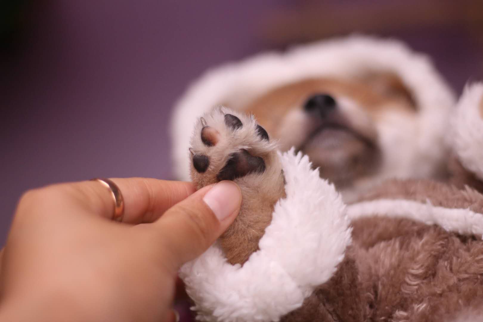 3000能买一只纯种比熊吗,3000买的柴犬