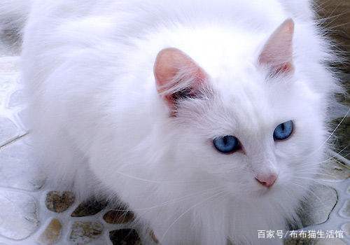 国货猫品种大全,最便宜的国产猫品种是什么