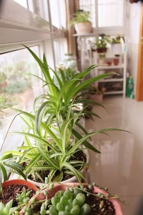 吸甲醛吸苯植物十大排行榜,什么绿色植物吸甲醛和苯