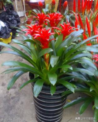 鸿运当头结了四个月的花苞不开花,鸿运当头的花怎么养不死