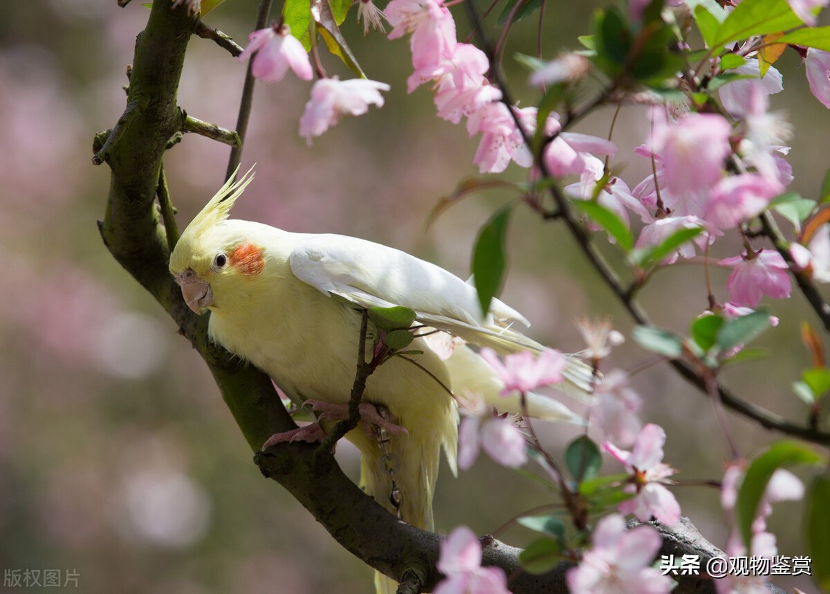 玄凤夏天能承受多少度,玄凤鹦鹉户外夏天怎样度过