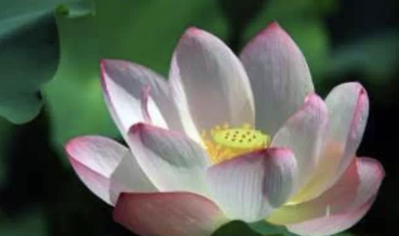 黄煌温经汤治疗多囊卵巢综合征,温经汤治疗卵巢早衰不孕