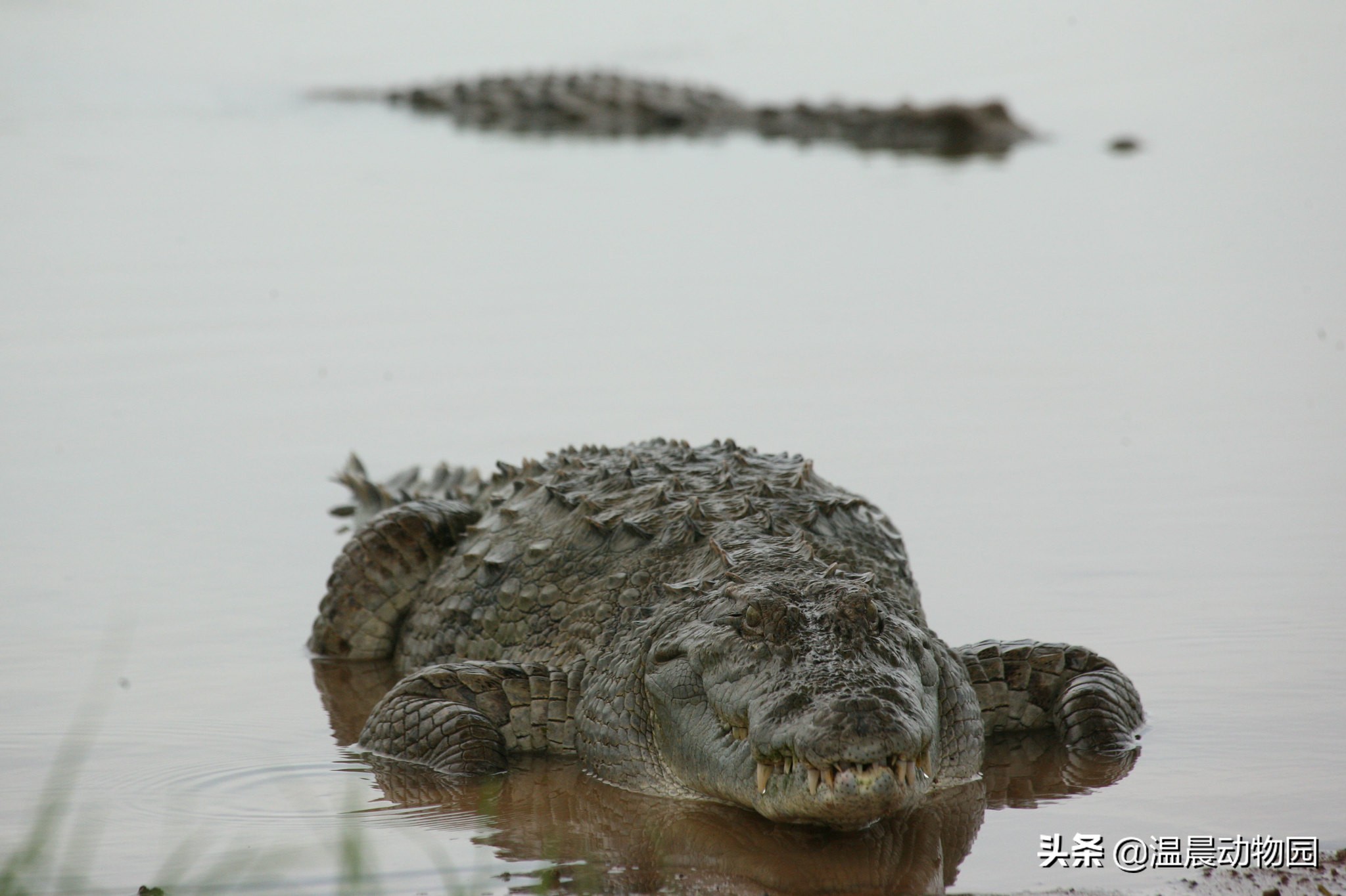 鳄鱼是冷血动物真的养不熟嘛,最大的鳄鱼湾鳄和尼罗鳄