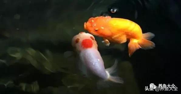 养观赏鱼放盐时为什么会死,观赏鱼外伤用黄粉行吗