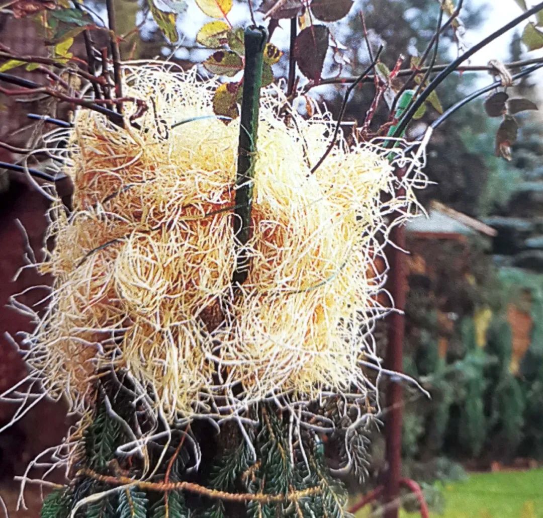 你还知道哪些植物过冬的方法,做好充足准备的好处