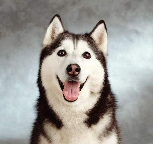 犬界中“体味最轻”的8种狗,很适合陪伴,有你家狗狗吗?