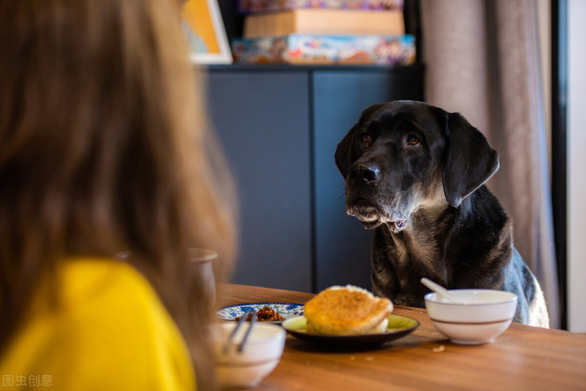 新手铲屎官该怎么养刚出生狗,铲屎官优选犬种