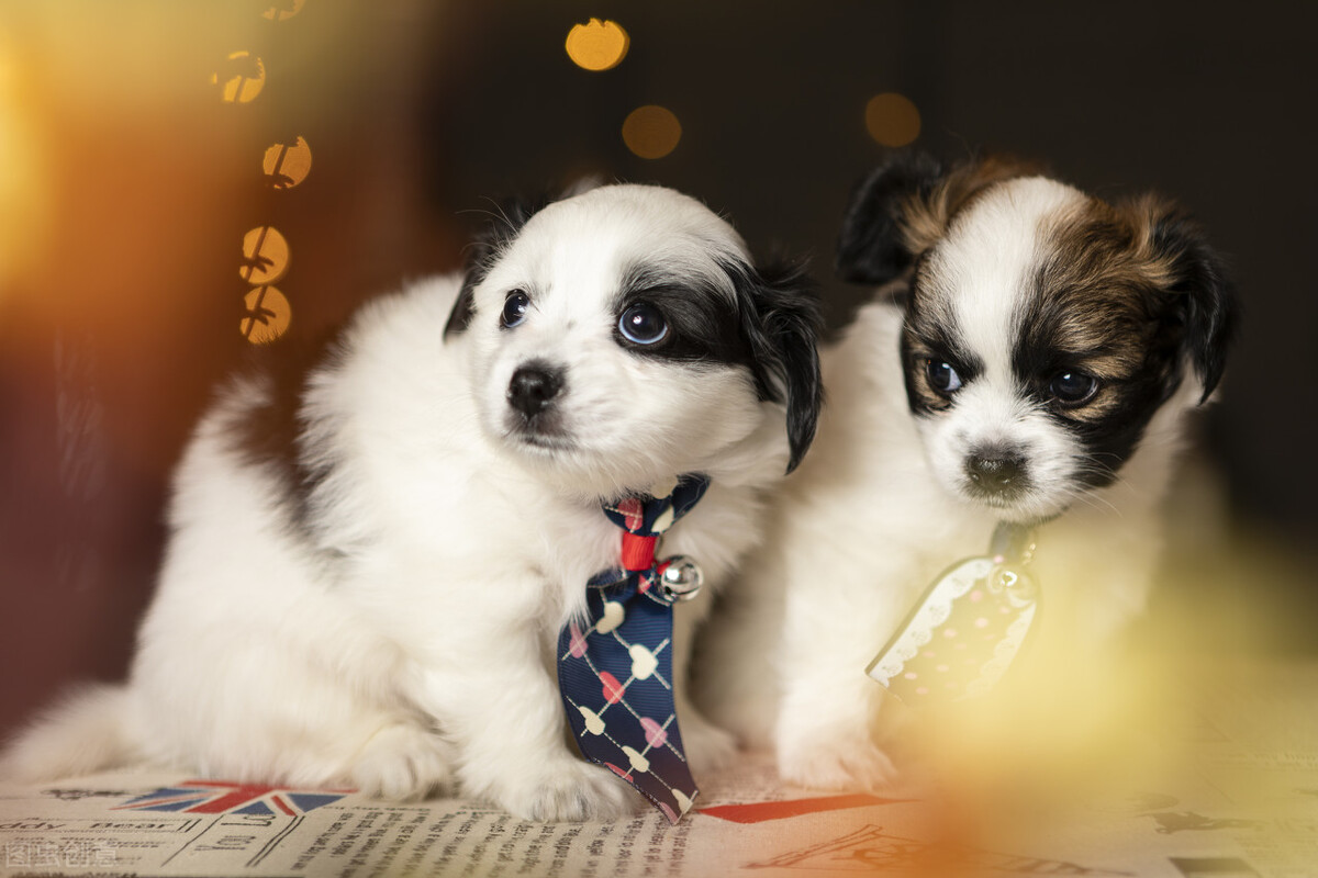 新到家的小狗总是哭该怎么办,刚买回来的小狗老是哭怎么办