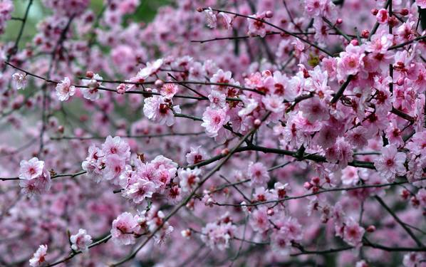 再过30天全世界都会羡慕中国的美,再过一个月全国都要羡慕昆明吗