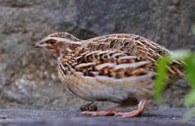 养鹌鹑为什么不能用铁笼子,鹌鹑吃啥饲料好养活一些