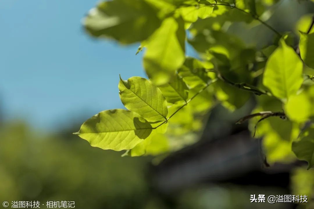 首发价2299元松下50/1.8镜头试用体验