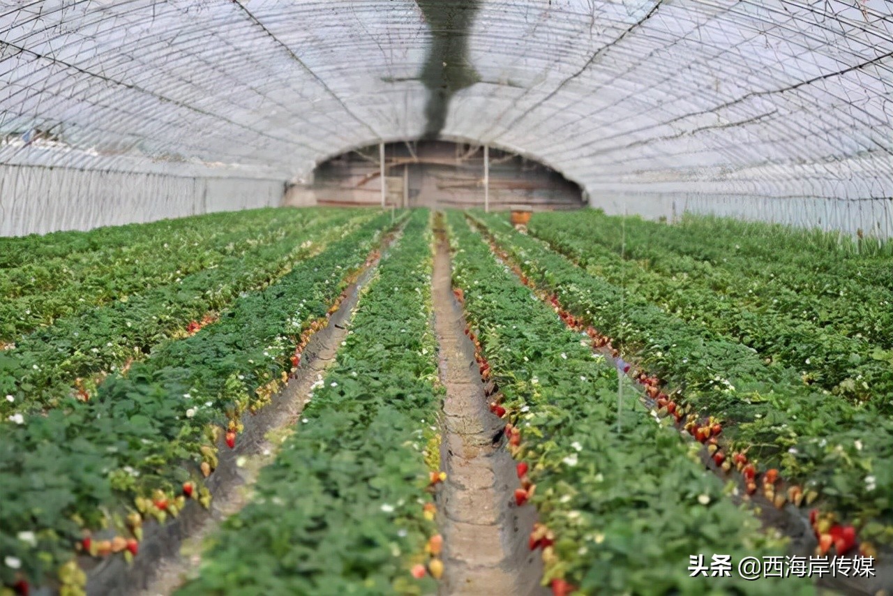 青岛西海岸琅琊品牌农产品 (青岛西海岸农产品展会)