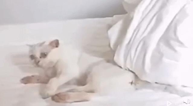 北京小公主靠吸猫血成百万大V,直播整容、大照骗、2年养死3只猫