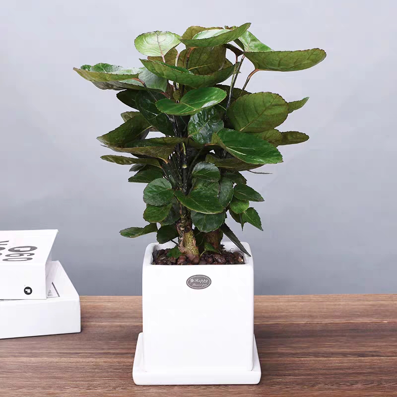 18种好养、好看、寓意超好的新家盆栽，总有一款你喜欢