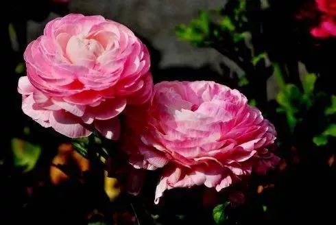 看到花的时候,不知是什么花?那就收下这份百花图谱