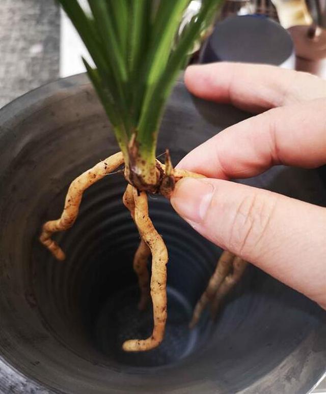 单苗兰花怎样养护,单苗兰花复壮