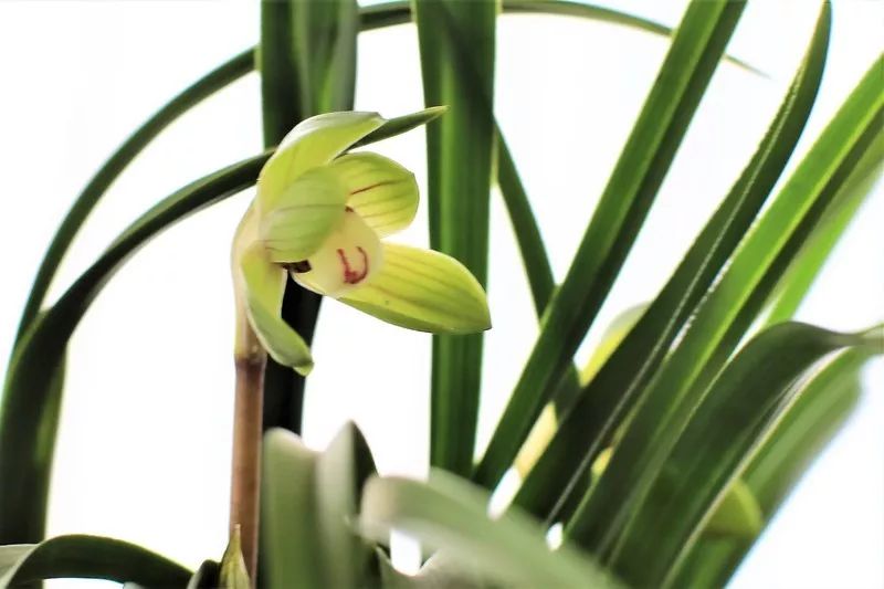 兰花有一种让人心醉的清香,兰花的美只有中国人最懂品兰之风