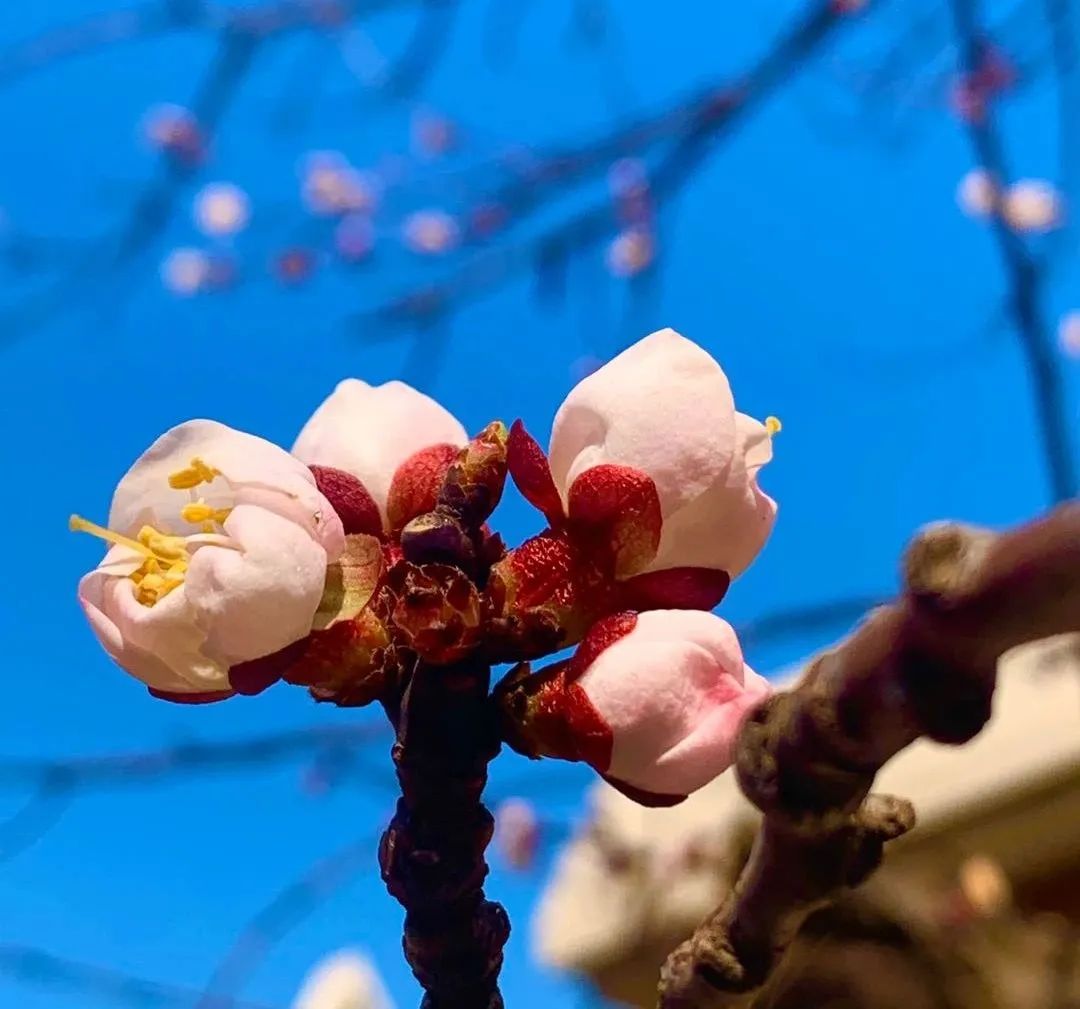 关于春天的古诗词名句大全简短,描写春天美丽景色的古诗名句大全