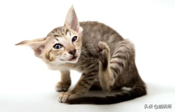 猫咪眼睛突然出分泌物还伴有干呕,猫咪眼睛分泌物突然增多怎么回事