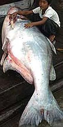 全国十大凶猛淡水鱼是什么,十大养不死的淡水鱼大型凶猛