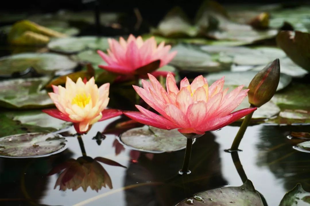 盘点世界各国国花中国国花,各国国花的图片大全