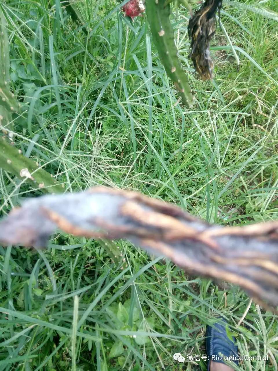 防治果树煤烟病用什么药,冬季果树炭疽病用什么药