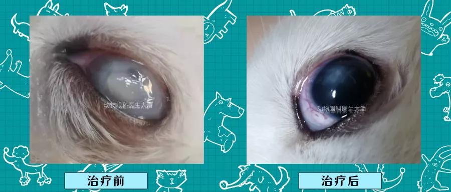 狗角膜穿孔保守治疗,犬角膜溃疡穿孔怎样治疗