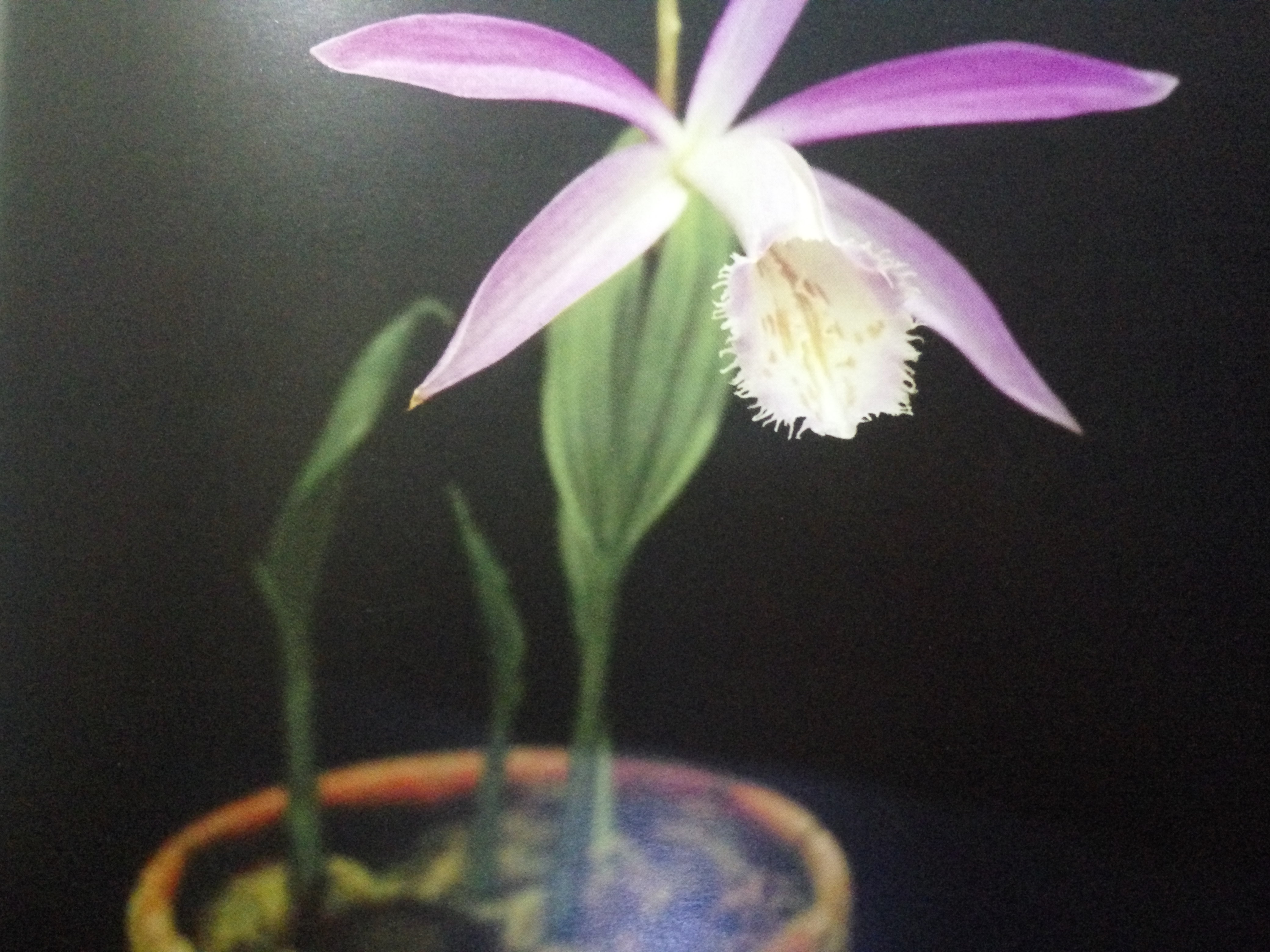 台湾一叶兰开花,台湾兰花品种