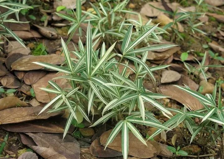 盆栽竹子好养吗,家里养盆栽竹子养几根合适