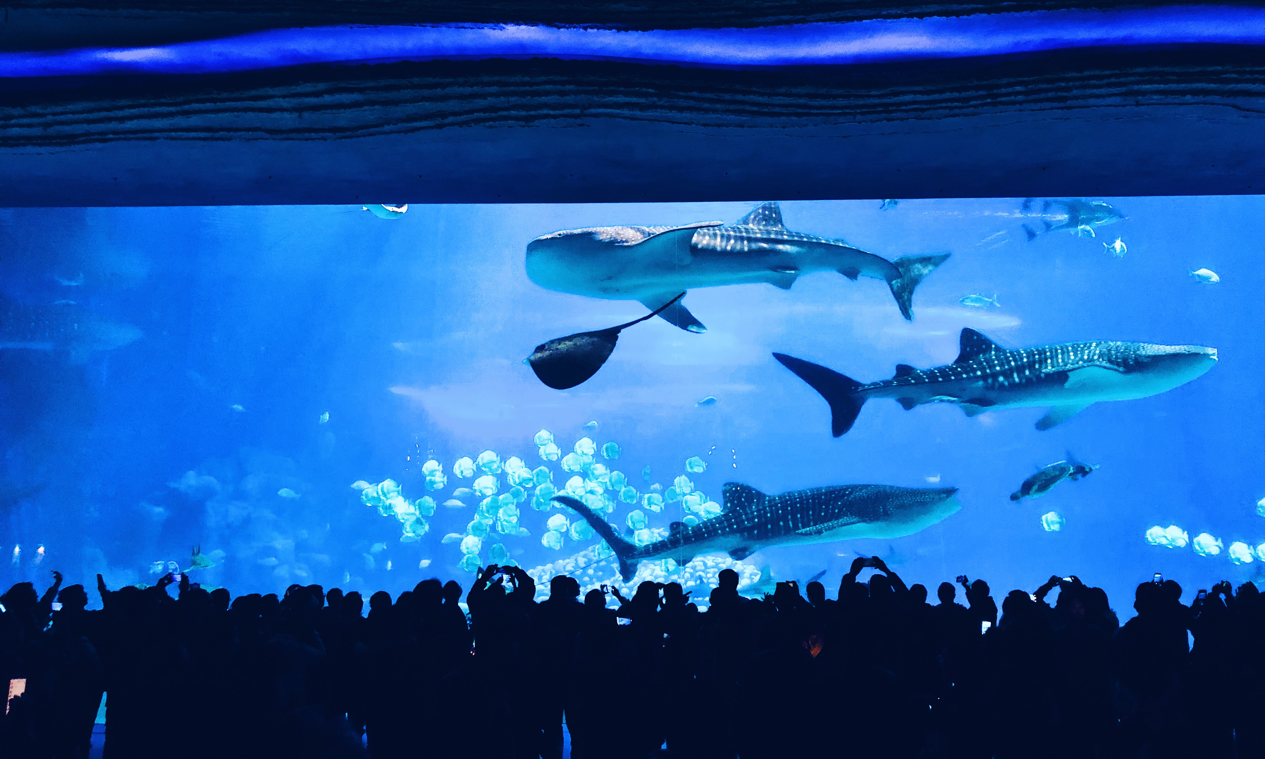 珠海长隆海洋王国吃住旅游攻略,最新珠海长隆海洋王国一日游攻略