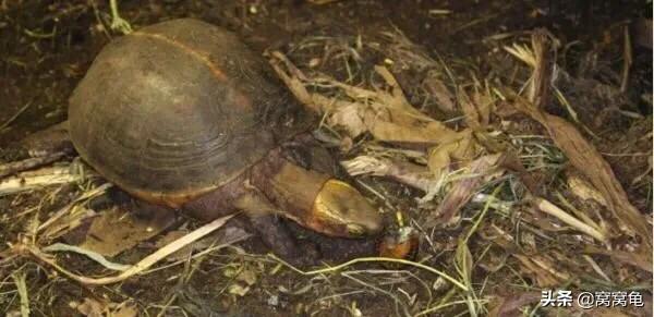 养龟容器怎么消毒最有效,田园土养龟怎么除虫杀菌