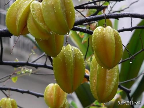 童年野果子,儿时的野果子总让人回味无穷