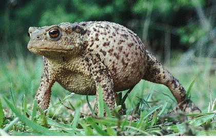 民间传说:金子山上的蛤蟆精（原创）——连载之五