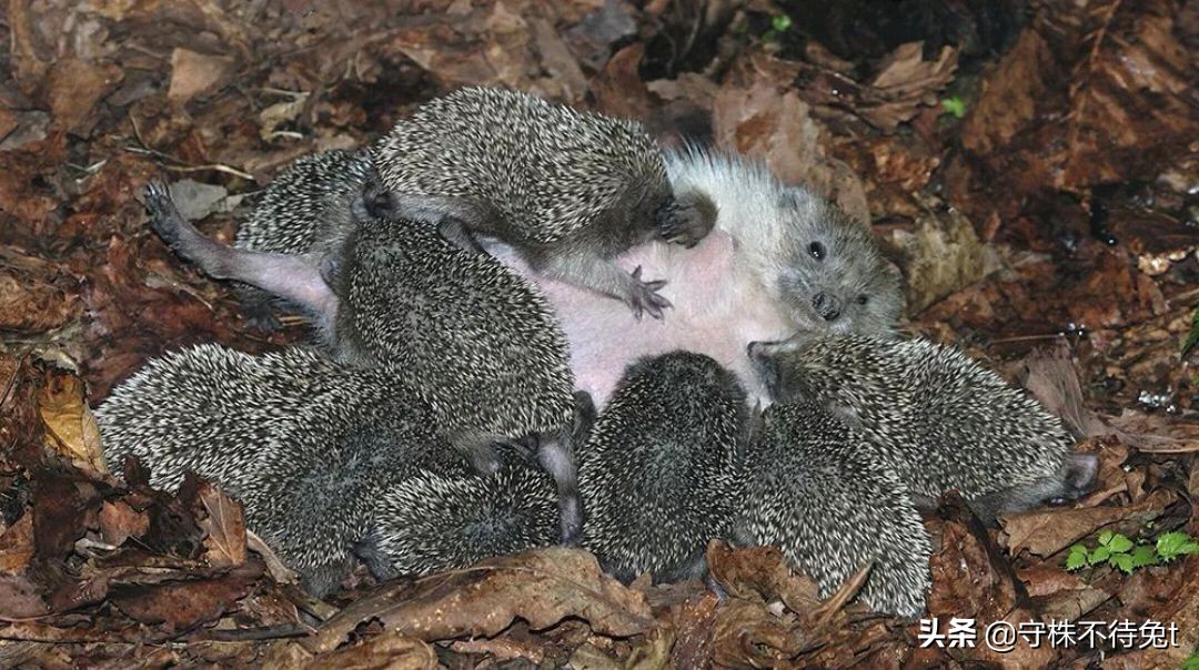 母刺猬会不会扎小刺猬,刺猬会不会生小刺猬