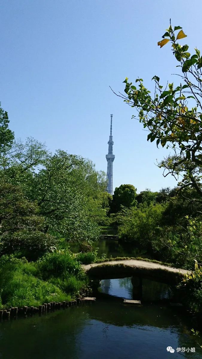 不看樱花能不能进武大,看樱花不一定要去日本的说说