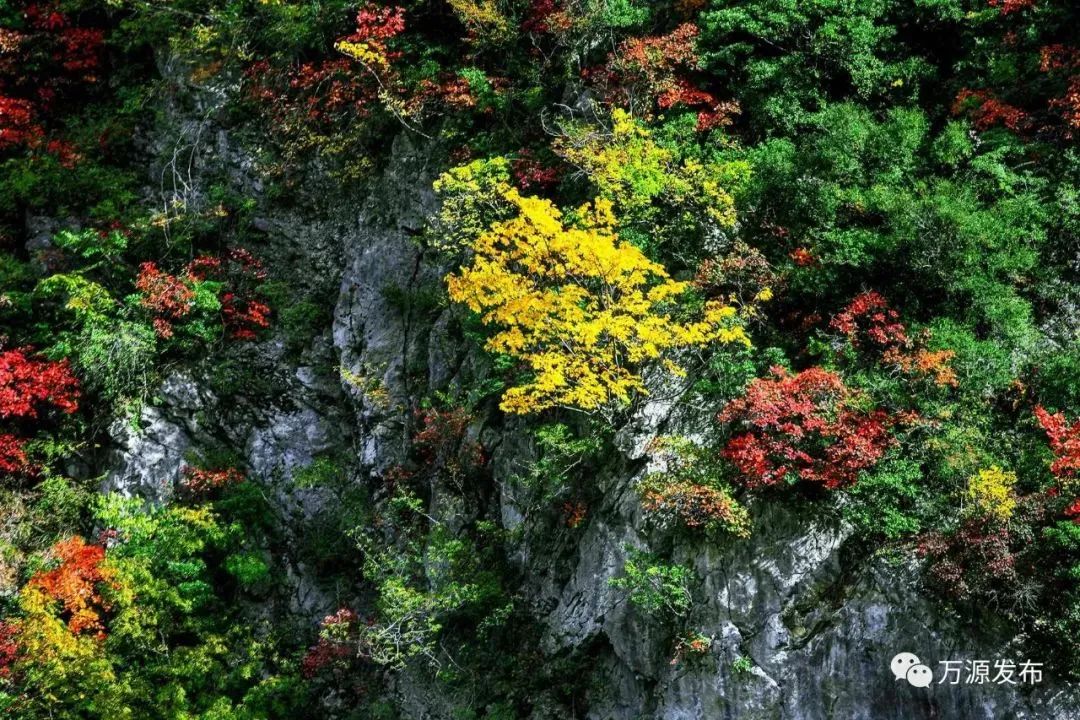看万山红遍层林,看漫山红遍层林尽染国画