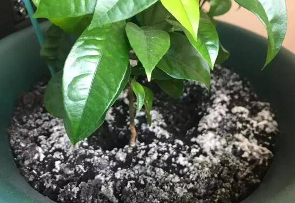 盆栽土壤长毛怎么办,盆栽土壤发霉长虫怎么办