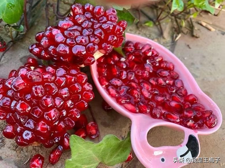 怎么区分软籽石榴还是硬籽石榴,如何区分软籽石榴与非软籽石榴
