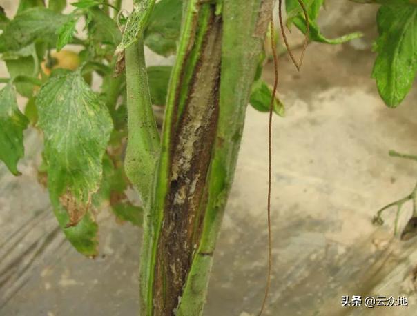 番茄溃疡病打什么药,番茄细菌性溃疡病