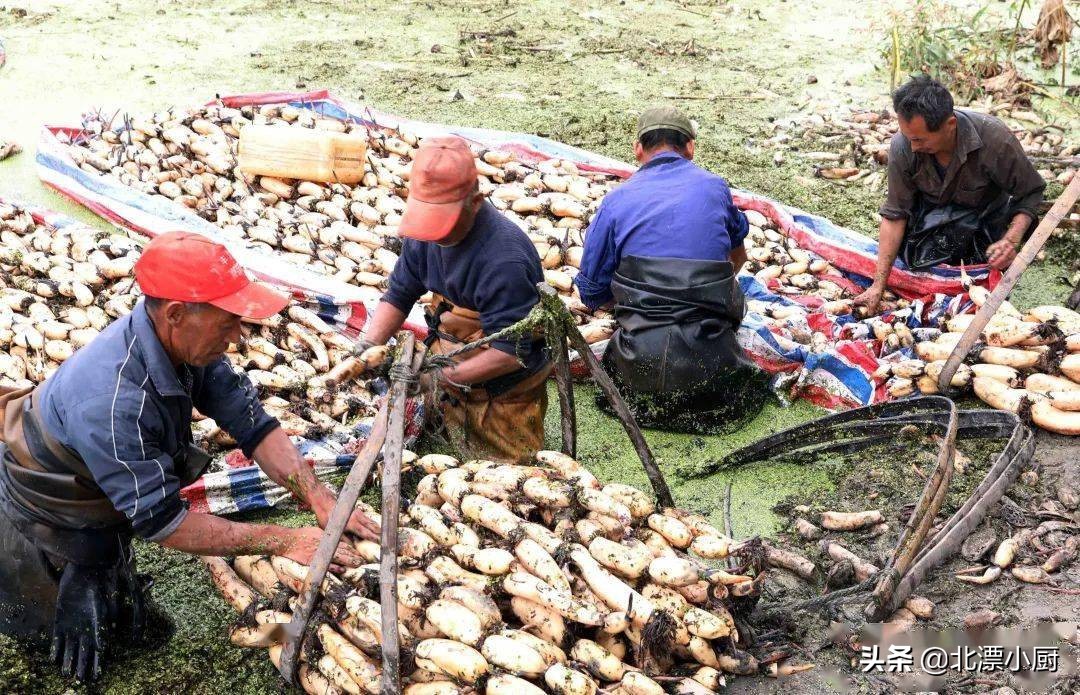 全国哪里莲藕最多最便宜,全国最好的莲藕品种粉藕