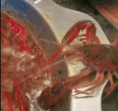 在野外发现甘蔗,在山里发现甘蔗