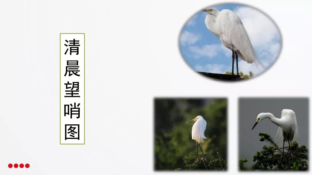 五年级部编版语文白鹭讲课视频,部编小学语文五年级上册白鹭课件