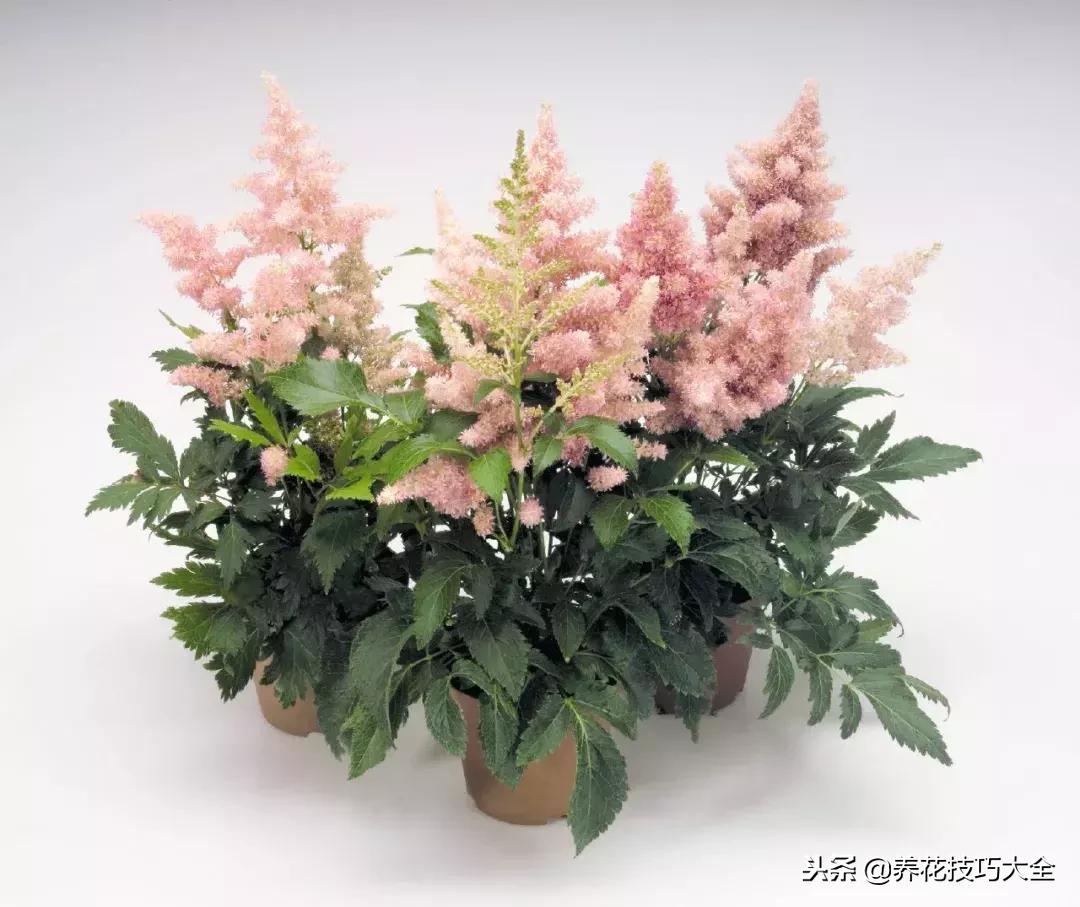 养在家里可以开花结果的植物,落新妇这种花好养吗