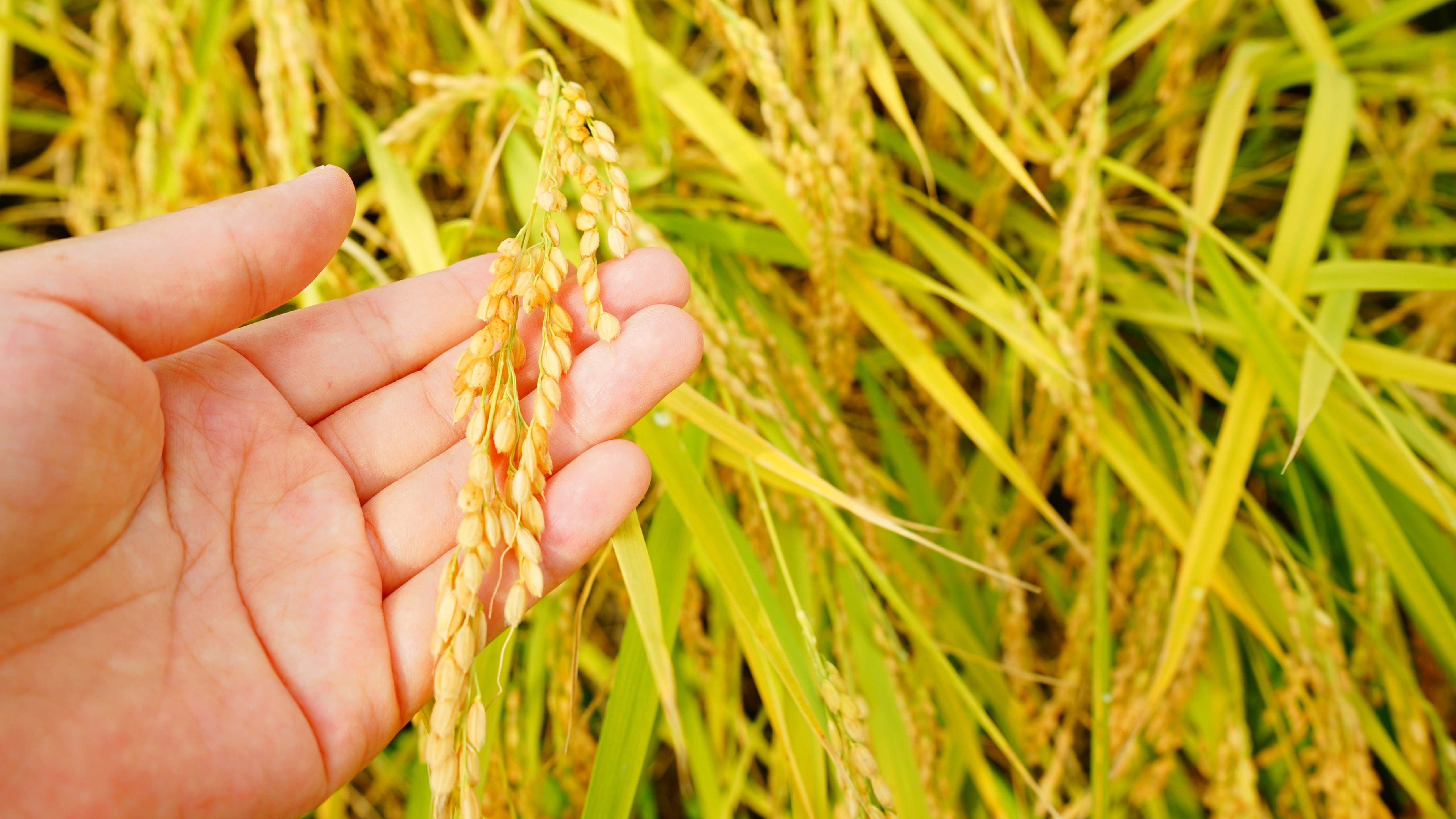 面粉俄罗斯进口小麦,俄罗斯冬小麦面粉原装进口10斤