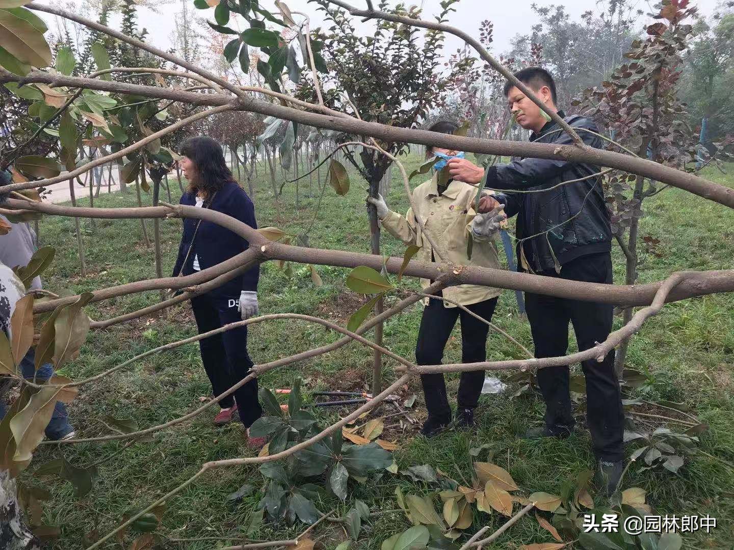 苗木移植后，叶片干枯、变黄、脱落的可能原因及相应的解决方法