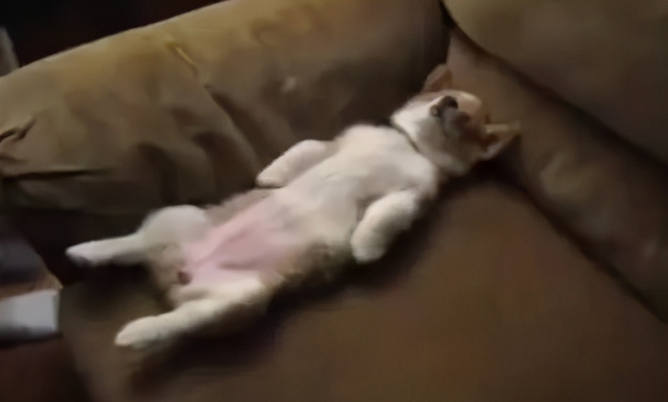 柯基生病的症状,柯基生病了会有哪些特征