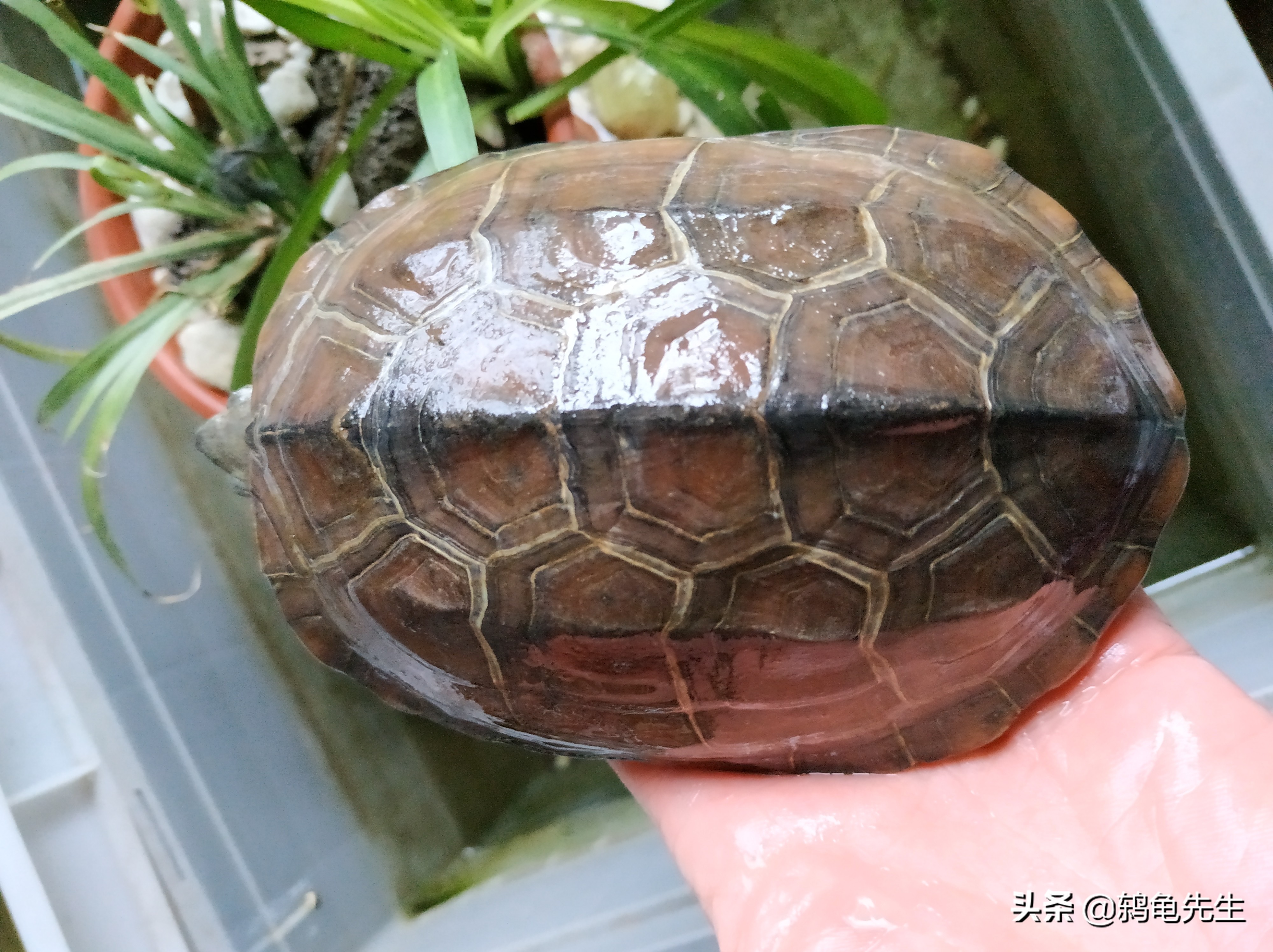 草龟冬眠的正确养法,草龟用湿毛巾冬眠法